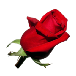 Flowers Fast cashback offer